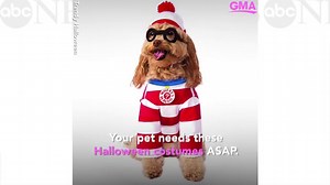 These Halloween pet costumes are so frigging cute