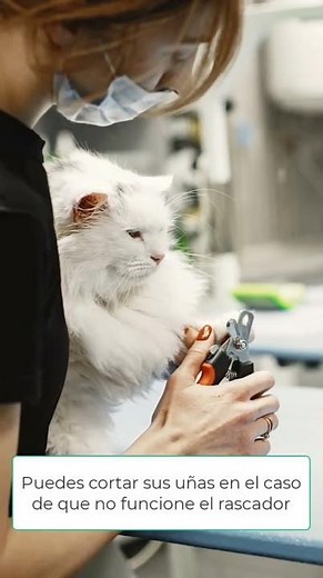 How to trim your cat's nails without stressing them out #cats #tutorial