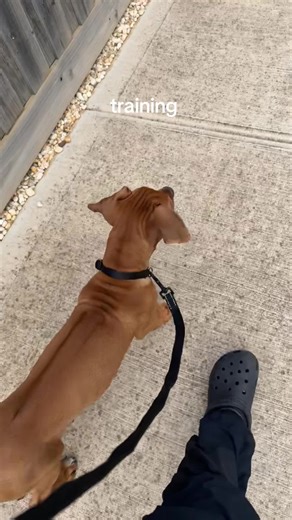 this took time #ridgeback #offlead