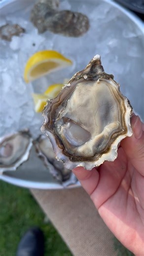 Meat to shell ratio 🤌 | Taylor Shellfish Farms