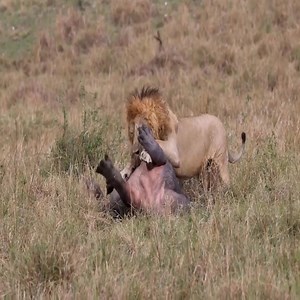 180K views · 1.1K reactions | Lion brutally kills baby hippo   Join us to get more information: Amazing Animals | Animals Diary | Facebook