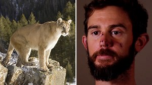 Hiker speaks after taking on mountain lion... and winning
