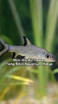 Bala Shark: A Freshwater Shark That Can Grow Large in an Aquarium! #balashark #ornamentalfish