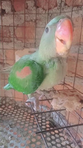 #ye #mithu#talking#parrot #cute #new #video #viral #2026 #pets #mithu #parrot #amazing #talking#cute