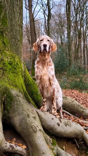 Elmar going 'back to the roots'... Can you catch his cheeky wink? 🐾😉 A moment of calm in a stunning forest. 🌲✨ . Repost from @elmar.theenglishsetter • | English Setter Dog