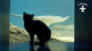 Watch: Kittens pounce and play at the St. Louis Aquarium