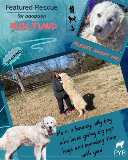 Boltund is an affectionate adult-sized teddy bear who likes giving full-body hugs and playing with you. He's sure to bring a smile to your face with his zest for life and joy at meeting new people and dogs! Think you're up for sharing a heart and home with this 2-1/2 yr old loving goofball? Apply for him today! https://nationalpyr.org/adoptable-dogs/boltund-in-tn-happy-silly-playful/ | National Great Pyrenees Rescue