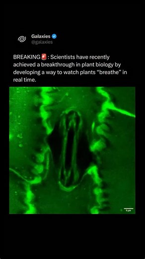 Galaxies on Instagram: "Scientists have recently achieved a breakthrough in plant biology by developing a way to watch plants “breathe” in real time. While we have known for centuries that plants exchange gases through microscopic pores called stomata, we have never before been able to see these pores in action while simultaneously measuring the gases they are moving. In January 2026, researchers at the University of Illinois Urbana-Champaign introduced a new system called Stomata In-Sight. This