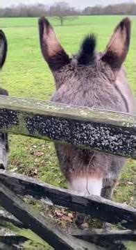What are 5 interesting facts about donkeys?...#shorts #donkeys #field
