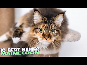 10 Best Names for Maine Coon Cats
