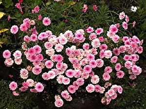 Chrysanthemum x grandiflorum