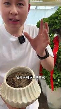 Rescued Money Tree: My Battle with Yellow Leaves