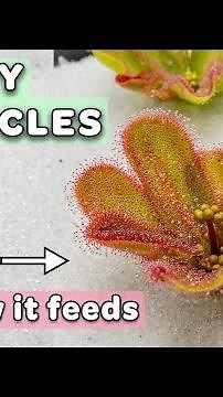 How Carnivorous Plants Emerge to Feed - Timelapse (4K)