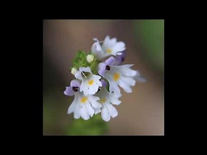 Eyebright (Euphrasia) - Eye Fatigue, Clearing Sinuses, Eustachian Tubes, Vertigo, Inflammation