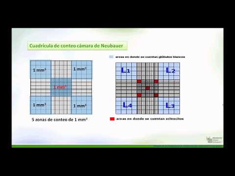 Principles of cell counting in a Neubauer chamber