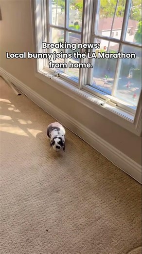 Breaking news: Local bunny joins the LA Marathon from home. #lamarathon