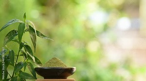 Kariyat or andrographis paniculata branch green leaves and powder on nature background.