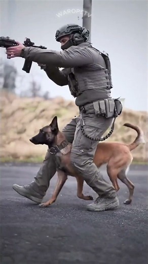 Meet the Military Animals of the World 🐕🌎🫡