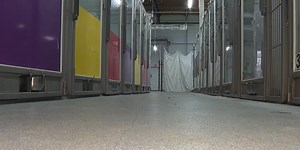 53 dogs taken from Levy County man’s home as North Central Florida animal shelters reach capacity