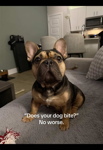 Funny French Bulldog with Darth Vader Breathing