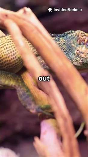 These Animal Reflexes Are Absolutely Insane #animals #nature #survival