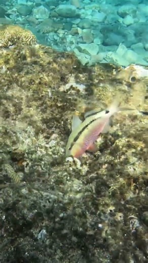 Coral Detective: Manybar Goatfish Probing Coral Crevices for a Snack 🐟🍴🕵️