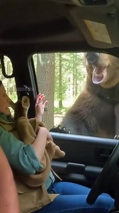 Fawn Jumps into Car to Escape Bear! Dateline: Glacier National Park, Montana - October 12, 2025. Story: A heart-stopping dashcam video captured the moment a young fawn leaped through the open window of a stationary vehicle to escape a charging brown bear. The woman in the passenger seat was stunned as the animal landed on her lap, followed immediately by the predator placing its paws on the car and roaring. The woman acted quickly to roll up the manual window, sealing the interior and saving the