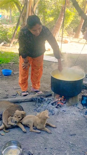 cute dog #shortvideo #youtubeshorts #