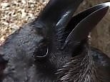 'Pet me more' quoth the raven: Bizarre video shows raven or rabbit ?
