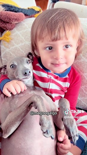 Integrating a New Baby into Your Life with Your Galgo Dog