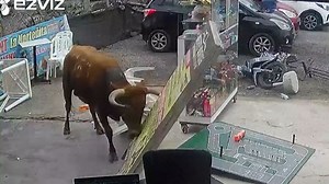 Caught on camera: Bull goes on rampage inside shop