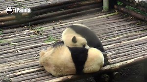 A panda a day, keeps the sorrow away. Our Kung Fu Pandas got new skills—wrestling. #KungFuPanda | iPanda