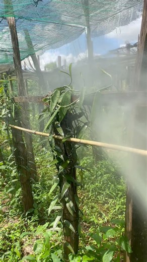 Nên phun phân bón lá cho vani mỗi 2 lần 1 tháng. #nghiemfarm #vani #vanilla | Nghiêm Farm