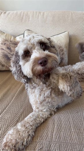 Was hoping for a little head tilt, but nothing...#dog #cockapoo #fyp #doglover #inlove