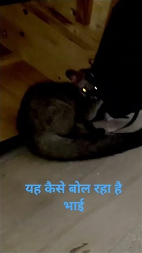 How is this creature speaking brother #snake_rescue_muzaffarpur