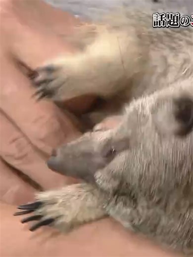 ミーアキャットの飼い方と特徴