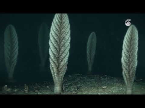 Charnia: Ancient Rangeomorph.