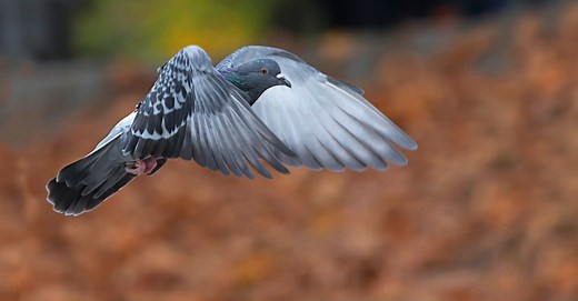 10 Notable Facts About Pigeons