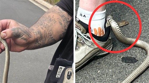 ‘Terrifying’ snake caught in woman’s shoe