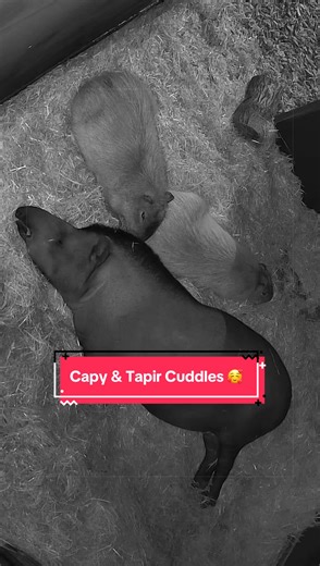 Cuddling Capybaras and Tapirs: A Heartwarming Nature Snapshot