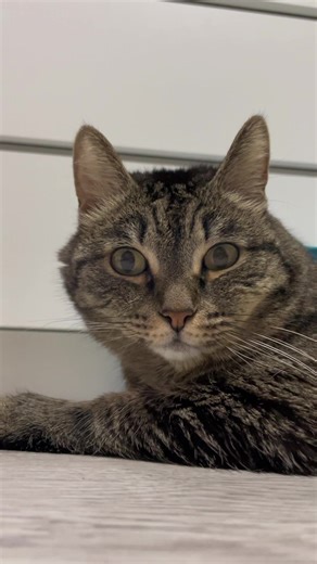 Videa uživatele kuzya__official (@kuzya__official) s оригинальный звук - kuzya__official