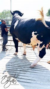 419K views · 1.7K reactions | #bulls #cows #holstein #cattle | Biggest Bulls Photography | Facebook