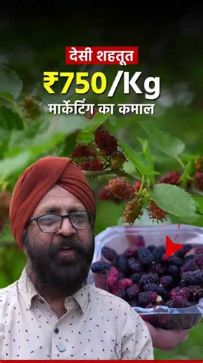 Ex railway employee turned farmer sell mulberry for 750rs/kg 🤑 #mulberry #mulberryfruit #marketing
