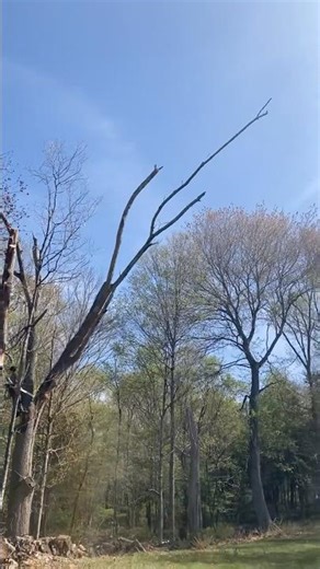Topping a dead ash tree May 2025