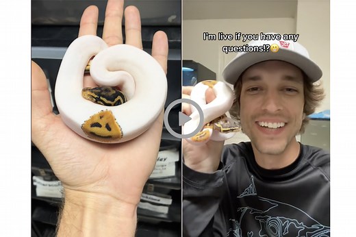 Watch: Adorable Snake Hatched with Smiley Face on Scales