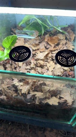 Perfect tanks for growing in juvenile dart frogs. I use these tanks to grow groups of juveniles on to a sexable size where they are then placed in pairs in their own tanks for breeding #poisiondartfrog #liveplantedterrarium #frog #amphibian #dendrobates