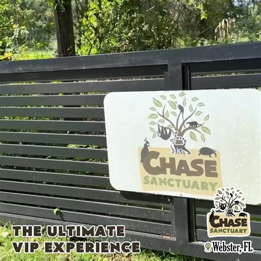📍 Webster, FL 🌟 Step Into the Wild: Your VIP Adventure Awaits at Chase Sanctuary! 🌟 Ready to escape the ordinary? Our Wild Encounter VIP Experience is your ticket to an unforgettable evening filled with rare animal interactions and behind-the-scenes magic at Chase Sanctuary! 🦦 Otter Playtime: Laugh, splash, and make memories with our playful otters by their scenic pond. (Ages 12 required to interact with otters) 🐜 Giant Anteater Feeding: Hand-feed and marvel at these incredible gentle giant