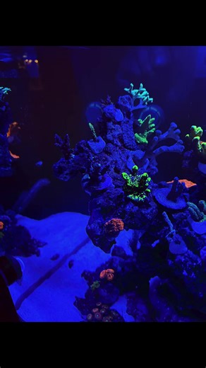 Enhancing Coral Colors with EcoTech Marine Radion