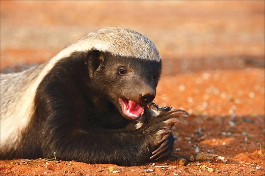 What Do Honey Badgers Eat?