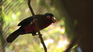 Bird Flying Off Tree Branch Stock Footage Video (100% Royalty-free) 2583425 | Shutterstock
